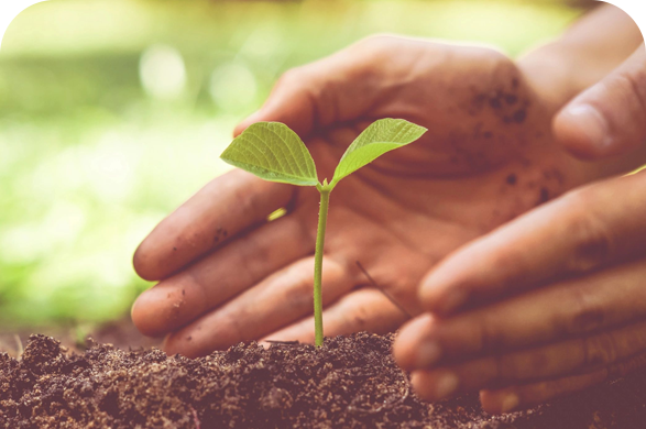 A person holding a plant in their hands.